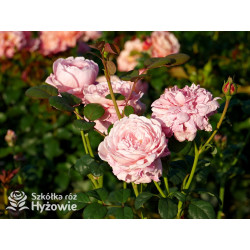 Queen of Sweden™ (Austiger) - David Austin® Róże Angielskie - 