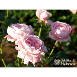 Queen of Sweden™ (Austiger) - David Austin® Róże Angielskie - 