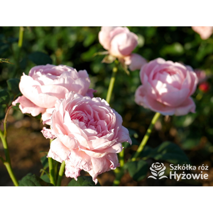 Queen of Sweden™ (Austiger) - David Austin® Róże Angielskie - 