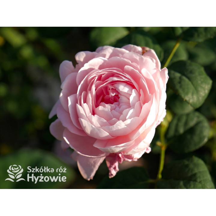 Queen of Sweden™ (Austiger) - David Austin® Róże Angielskie - 