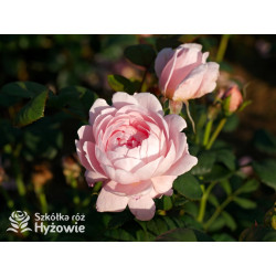 Queen of Sweden™ (Austiger) - David Austin® Róże Angielskie - 