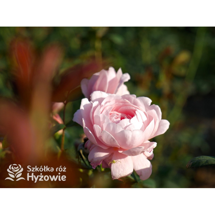 Queen of Sweden™ (Austiger) - David Austin® Róże Angielskie - 