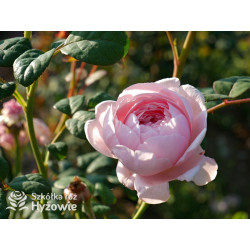 Queen of Sweden™ (Austiger) - David Austin® Róże Angielskie - 