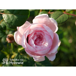 Queen of Sweden™ (Austiger) - David Austin® Róże Angielskie - 