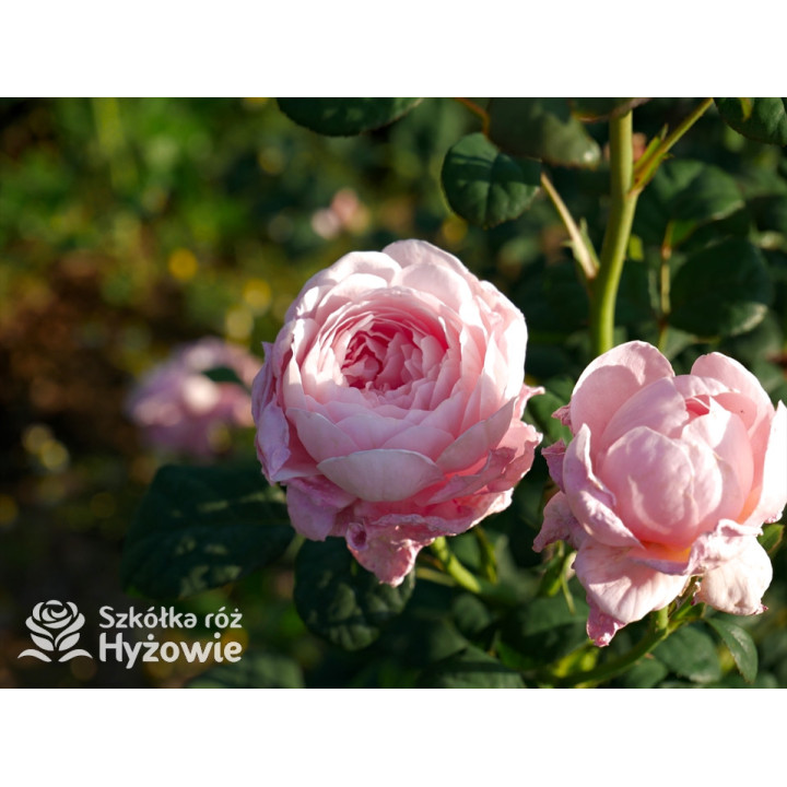 Queen of Sweden™ (Austiger) - David Austin® Róże Angielskie - 