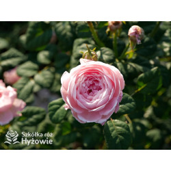 Queen of Sweden™ (Austiger) - David Austin® Róże Angielskie - 