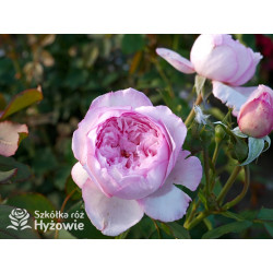 The Mill on The Floss™ (Austulliver) - David Austin® Róże Angielskie - 