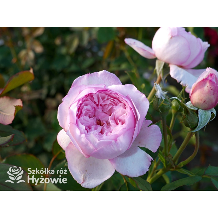 The Mill on The Floss™ (Austulliver) - David Austin® Róże Angielskie - 