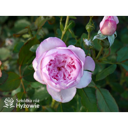 The Mill on The Floss™ (Austulliver) - David Austin® Róże Angielskie - 