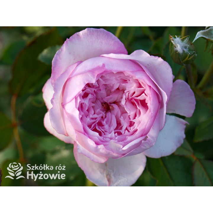 The Mill on The Floss™ (Austulliver) - David Austin® Róże Angielskie - 