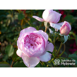 The Mill on The Floss™ (Austulliver) - David Austin® Róże Angielskie - 