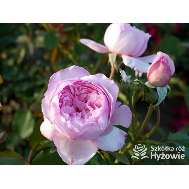 The Mill on The Floss™ (Austulliver) - David Austin® Róże Angielskie - 