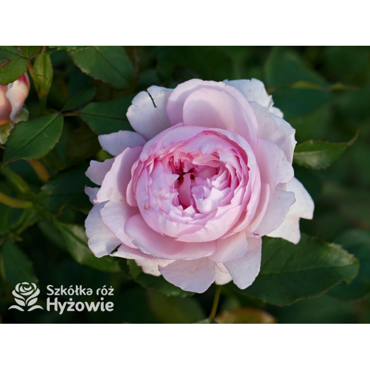 The Mill on The Floss™ (Austulliver) - David Austin® Róże Angielskie - 