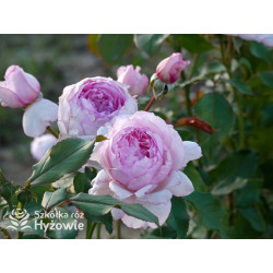 The Mill on The Floss™ (Austulliver) - David Austin® Róże Angielskie - 