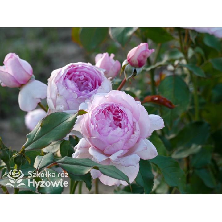 The Mill on The Floss™ (Austulliver) - David Austin® Róże Angielskie - 