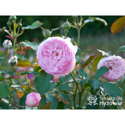 The Mill on The Floss™ (Austulliver) - David Austin® Róże Angielskie - 