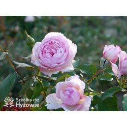 The Mill on The Floss™ (Austulliver) - David Austin® Róże Angielskie - 