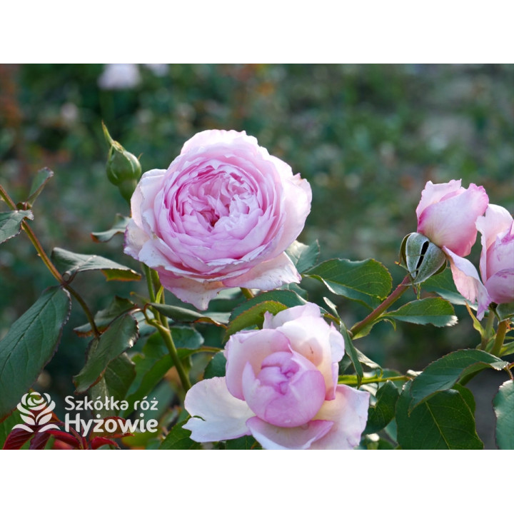 The Mill on The Floss™ (Austulliver) - David Austin® Róże Angielskie - 