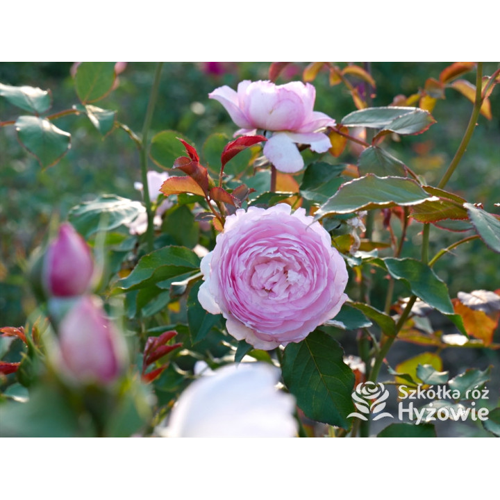 The Mill on The Floss™ (Austulliver) - David Austin® Róże Angielskie - 