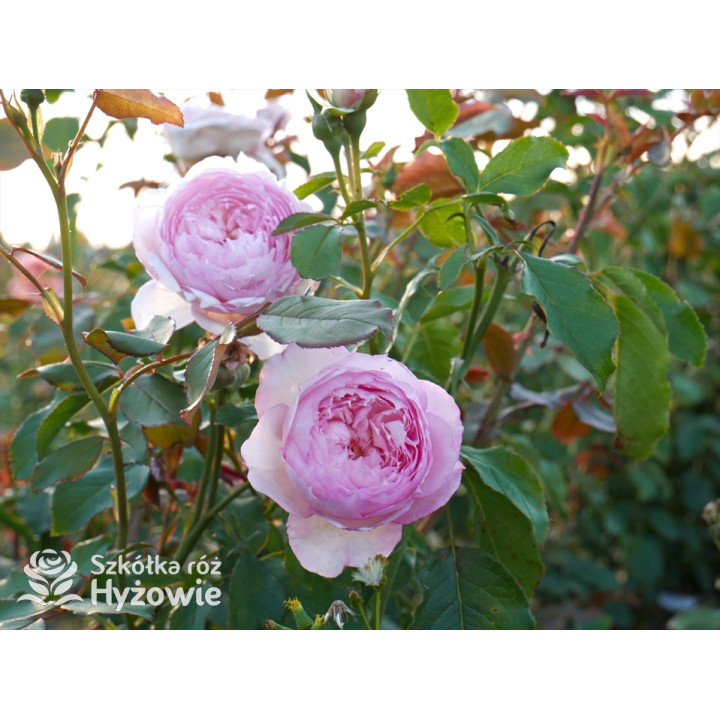 The Mill on The Floss™ (Austulliver) - David Austin® Róże Angielskie - 