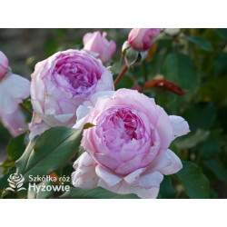 The Mill on The Floss™ (Austulliver) - David Austin® Róże Angielskie - 