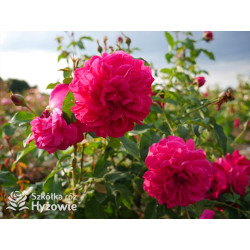 Thomas À Becket™ (Auswinston) - David Austin® Róże Angielskie - 