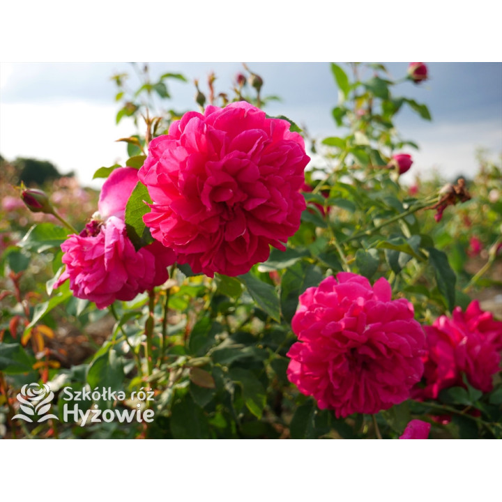 Thomas À Becket™ (Auswinston) - David Austin® Róże Angielskie - 