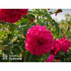 Thomas À Becket™ (Auswinston) - David Austin® Róże Angielskie - 