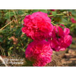 Thomas À Becket™ (Auswinston) - David Austin® Róże Angielskie - 