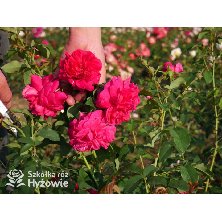 Thomas À Becket™ (Auswinston) - David Austin® Róże Angielskie - 