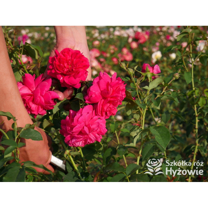 Thomas À Becket™ (Auswinston) - David Austin® Róże Angielskie - 