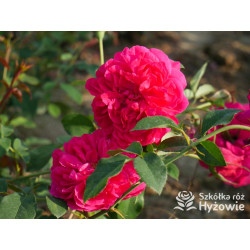 Thomas À Becket™ (Auswinston) - David Austin® Róże Angielskie - 