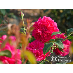 Thomas À Becket™ (Auswinston) - David Austin® Róże Angielskie - 