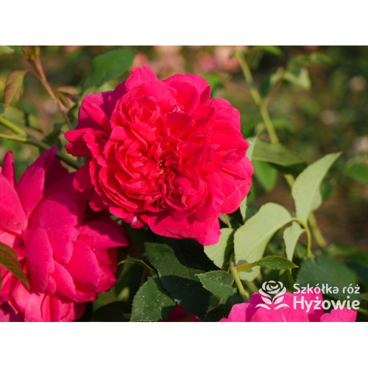 Thomas À Becket™ (Auswinston) - David Austin® Róże Angielskie - 