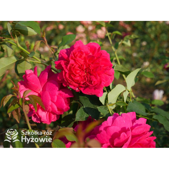 Thomas À Becket™ (Auswinston) - David Austin® Róże Angielskie - 