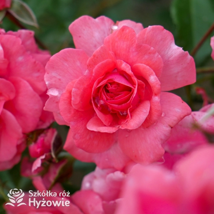 Róża rabatowa Bad Birnbach® | Szkółka Róż Hyżowie | Kordes Rosen