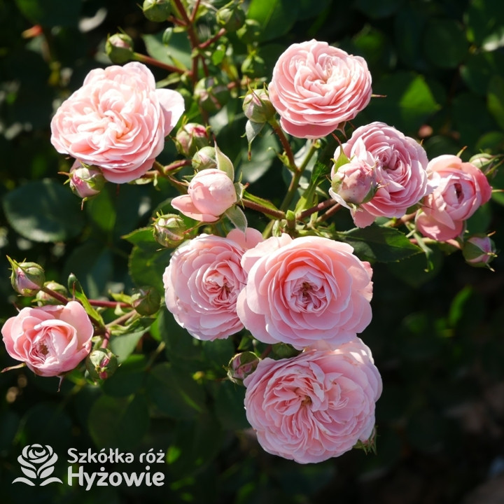 Róża rabatowa Bailando®  | Szkółka Róż Hyżowie | Rosen Tantau