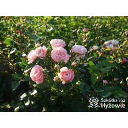 Bailando® - Róże Rabatowe - 