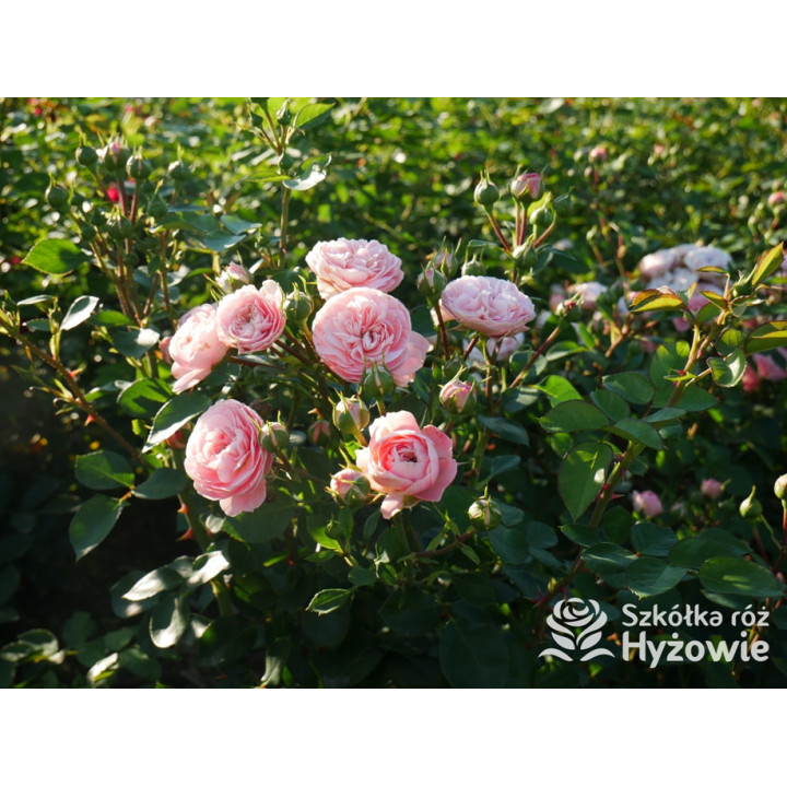 Bailando® - Róże Rabatowe - 