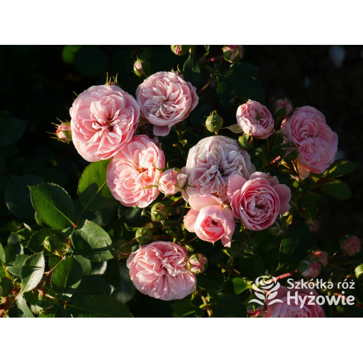 Bailando® - Róże Rabatowe - 