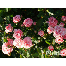 Bailando® - Róże Rabatowe - 