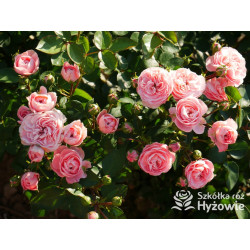 Bailando® - Róże Rabatowe - 