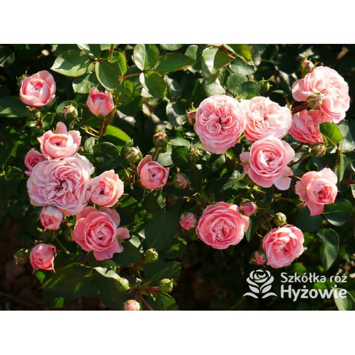 Bailando® - Róże Rabatowe - 