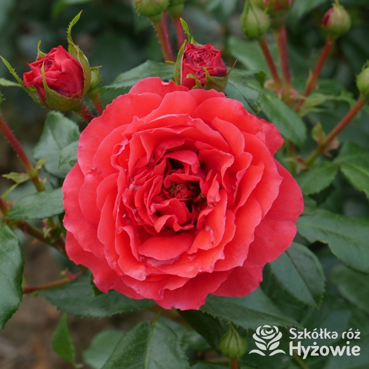 Róża rabatowa Cherry Girl® | Szkółka Róż Hyżowie | Kordes Rosen