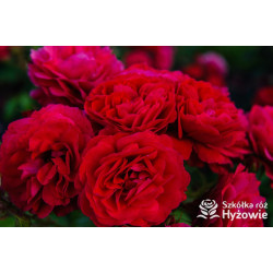 Cherry Girl® - Róże Rabatowe - 