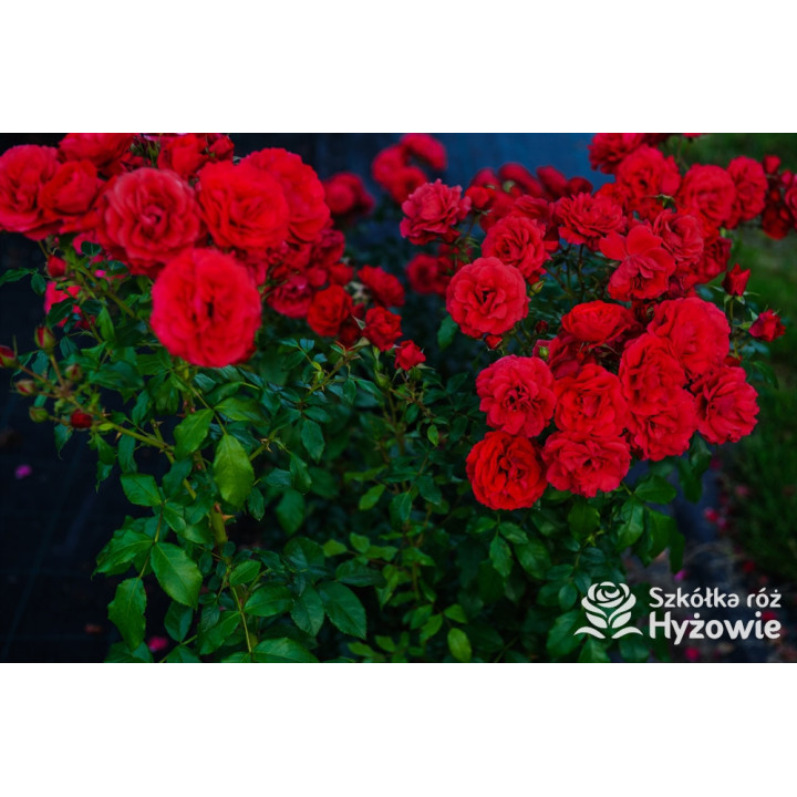 Cherry Girl® - Róże Rabatowe - 