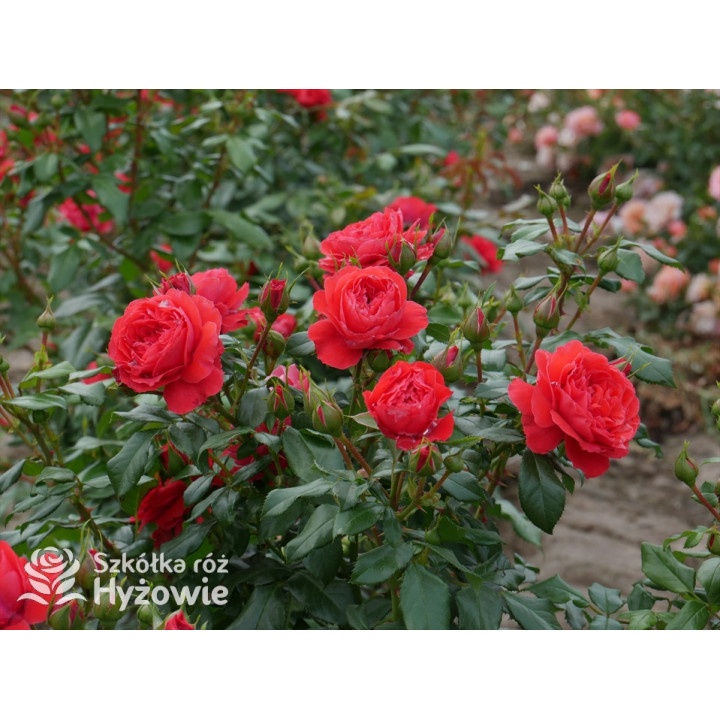 Cherry Girl® - Róże Rabatowe - 