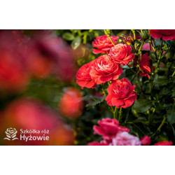 Cherry Girl® - Róże Rabatowe - 