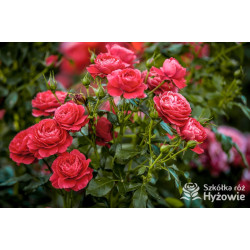 Cherry Girl® - Róże Rabatowe - 