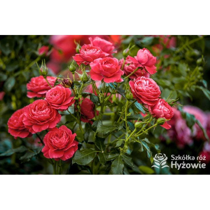 Cherry Girl® - Róże Rabatowe - 